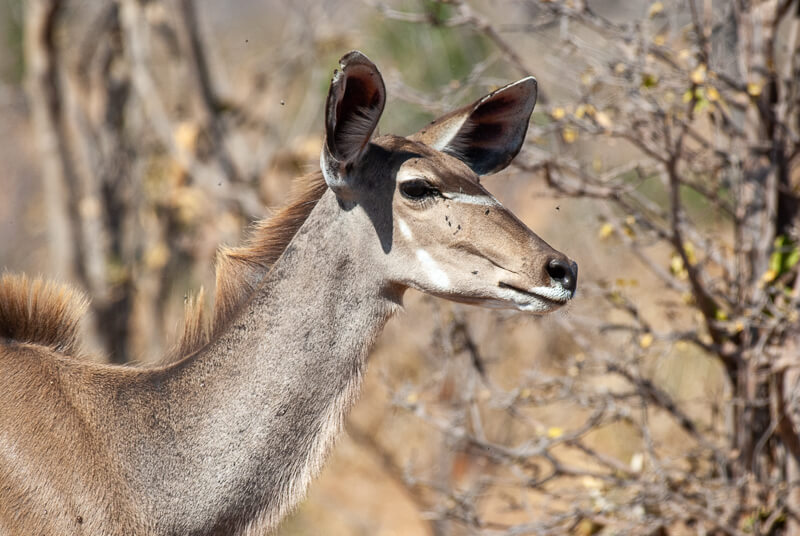 Afrique australe - Botswana, Chobe - Femelle Grand Koudou