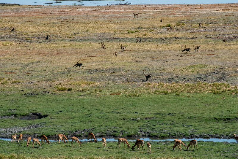 Afrique australe - Botswana, Chobe - Oiseaux, Impalas, Babouins