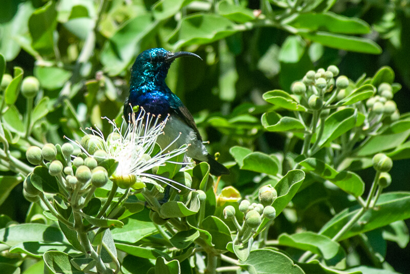 Afrique australe - Botswana, Chobe - Souimanga à ventre blanc (Cinnyris talatala) - White-bellied Sunbird
