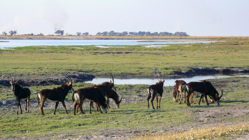 Afrique australe - Botswana, Chobe - hippotragues noirs (Hippotragus niger) ou Antilopes noires