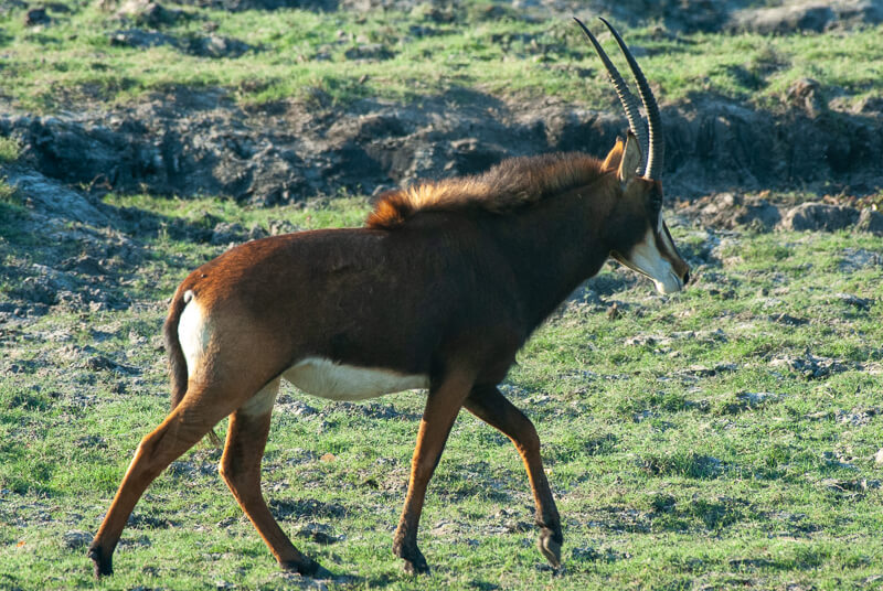 Afrique australe - Botswana, Chobe - hippotrague noir (Hippotragus niger) ou Antilope noire