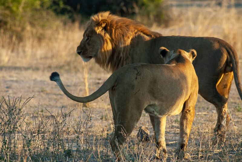 Afrique australe - Botswana, Chobe - lions