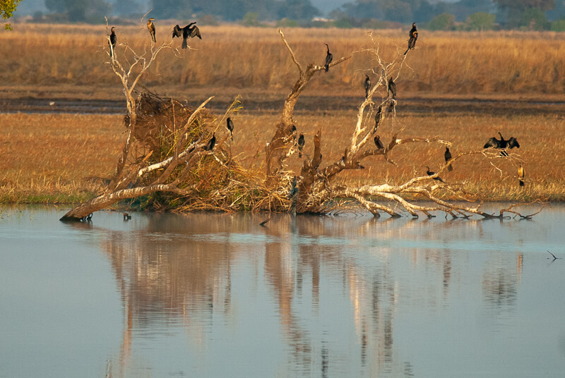 Afrique australe - Chobe, Botswana - Anhinga d'Afrique (Anhinga rufa) - African Darter