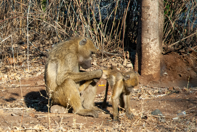 Afrique australe - Zambie, babouins près des chutes Victoria