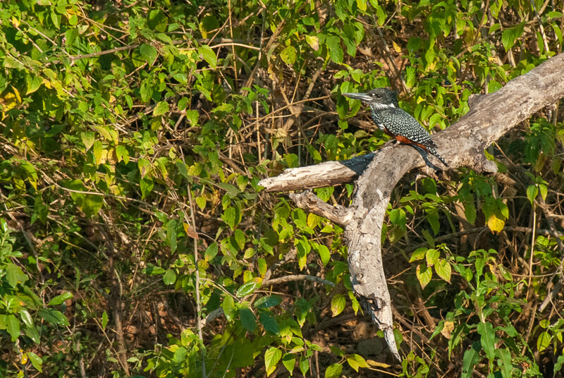 Afrique australe - Zambie, Martin-pêcheur géant (Megaceryle maxima) - Giant Kingfisher