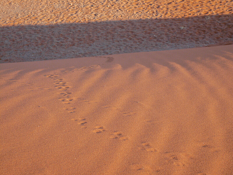 Afrique australe -Namib, - traces de petits animaux dans le sable
