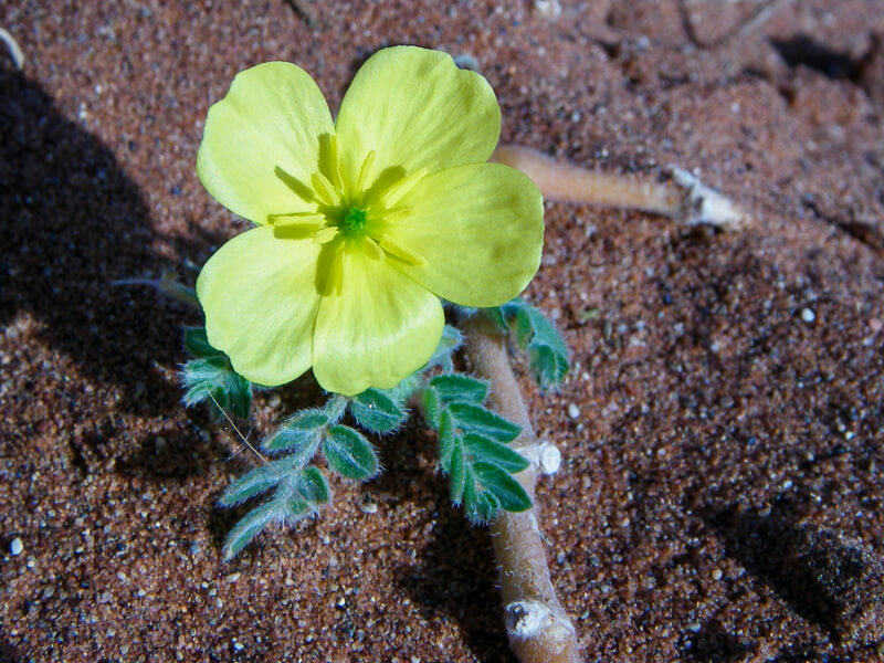 Afrique australe -Namib, Croix de Malte (tribulus_cistoides)