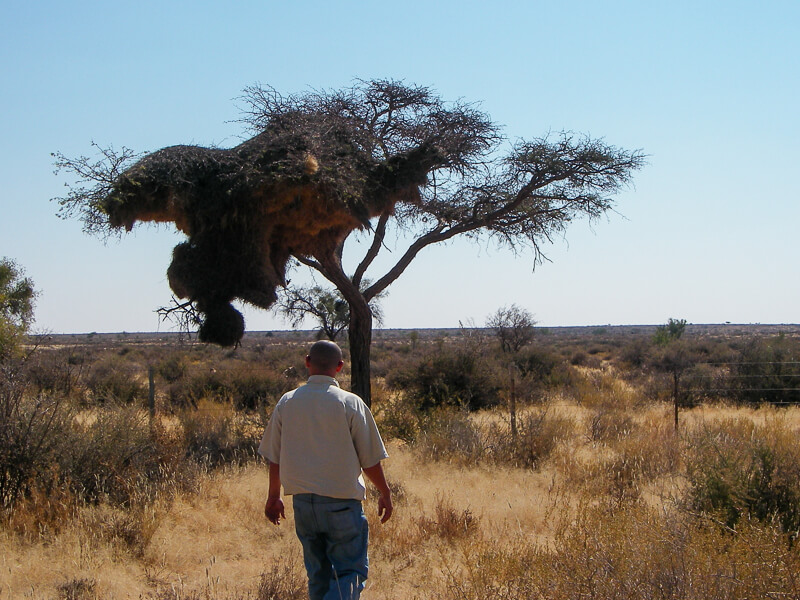 Afrique australe -Namib, nid de tisserins dans un acacia