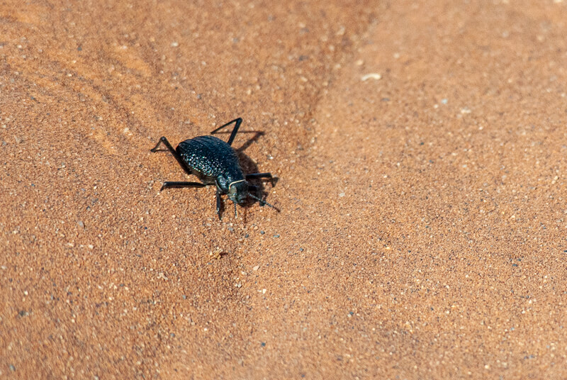 Afrique australe -Namib, scarabée capteur de brouillard
