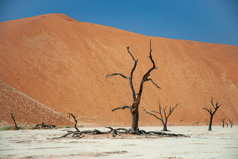 Afrique australe -Namib, Deid Vlei dans le salar de Sossusvlei