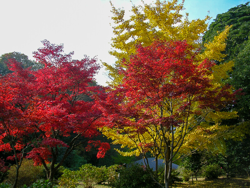 Japon, Kamakura - couleurs d'automne