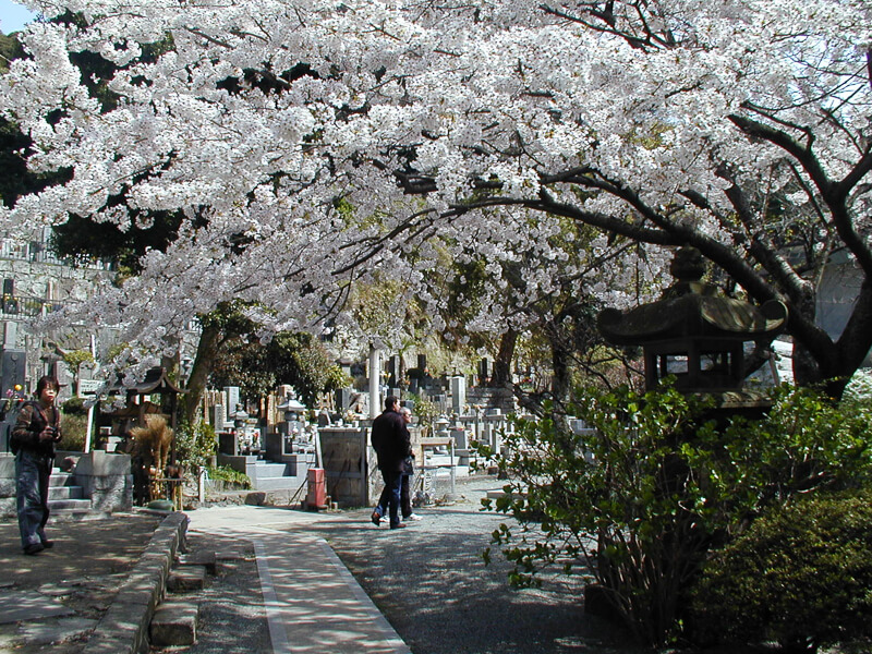 Japon, Kamakura - Sakura au temple Myohon-ji
