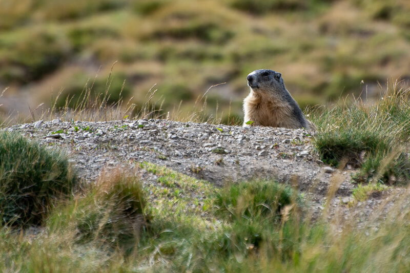 Mercantour, Saint-Dalmas-le Selvage - marmotte des alpes