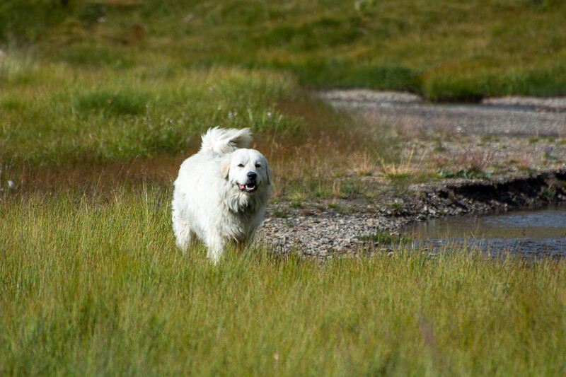 Mercantour, Saint-Dalmas-le Selvage - patou, chien de berger