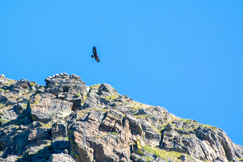 Mercantour, Lacs de Vens - Aigle royal