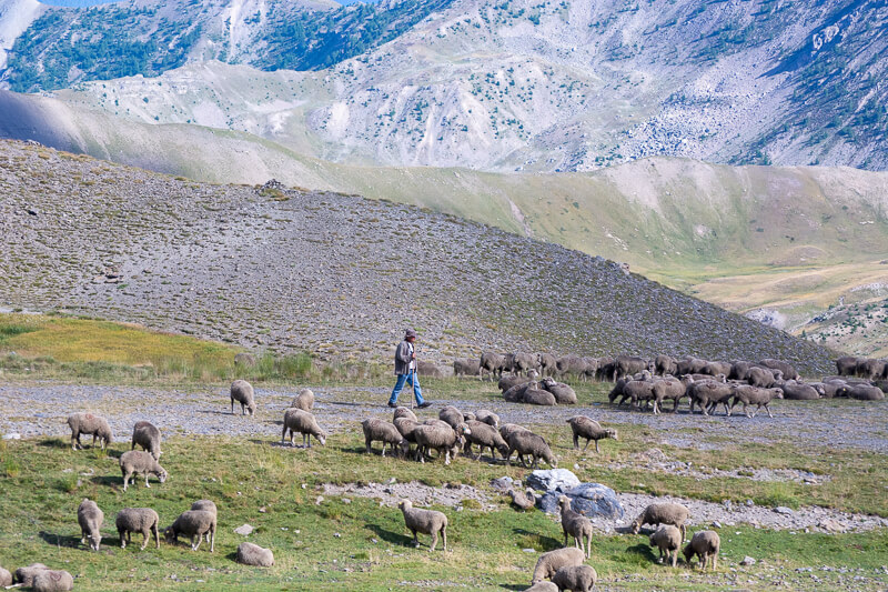 Un berger et son troupeau au col de la Bonette