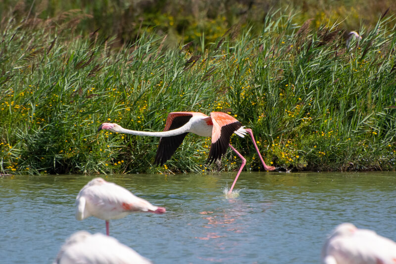 Camargue,Pont de Gau - septembre 2020, flamands