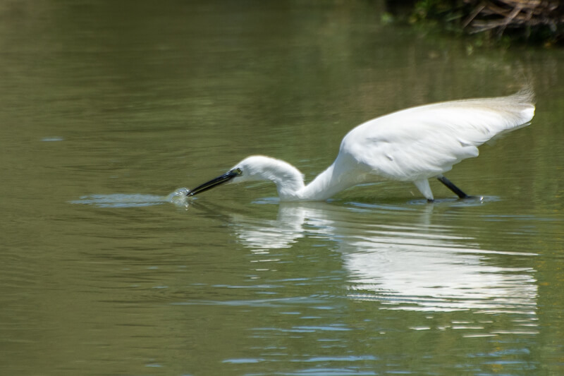Camargue,Pont de Gau - septembre 2020, grande aigrette