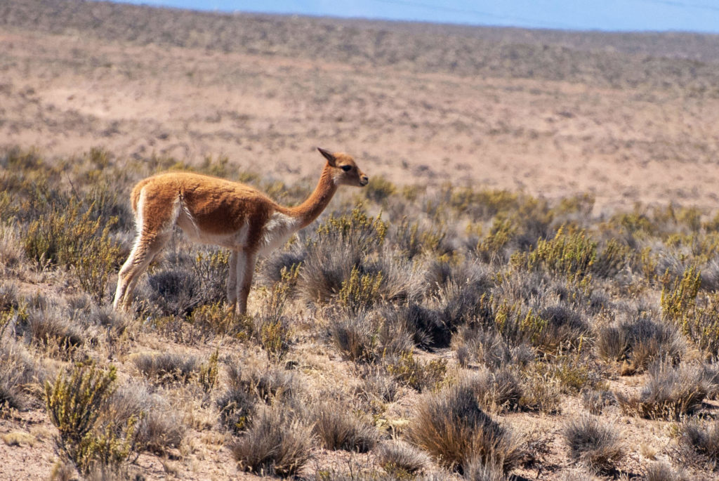 Pérou - réserve nationale des Salinas et Aguada Blanca, vigogne