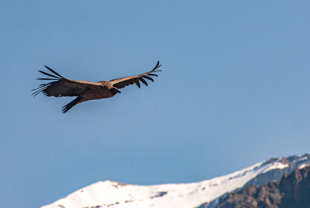 Pérou, Chivay, Croix du Condor - vol du Condor des Andes