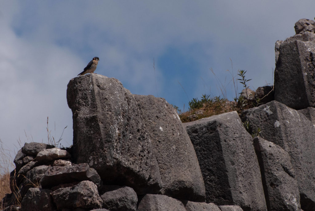 Pérou, Cuzco - Faucon à Sacsayhuaman