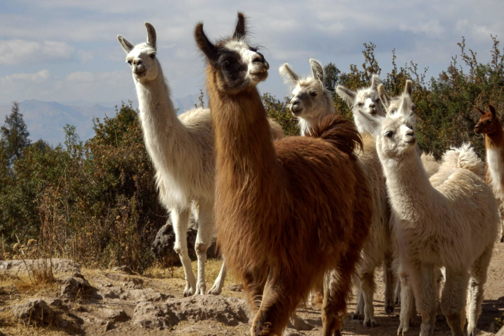 Pérou, Cuzco - Troupeau de lamas