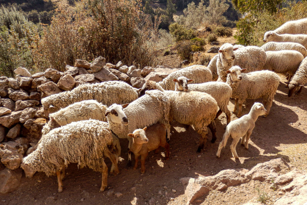 Pérou, Cuzco - Troupeau de moutons