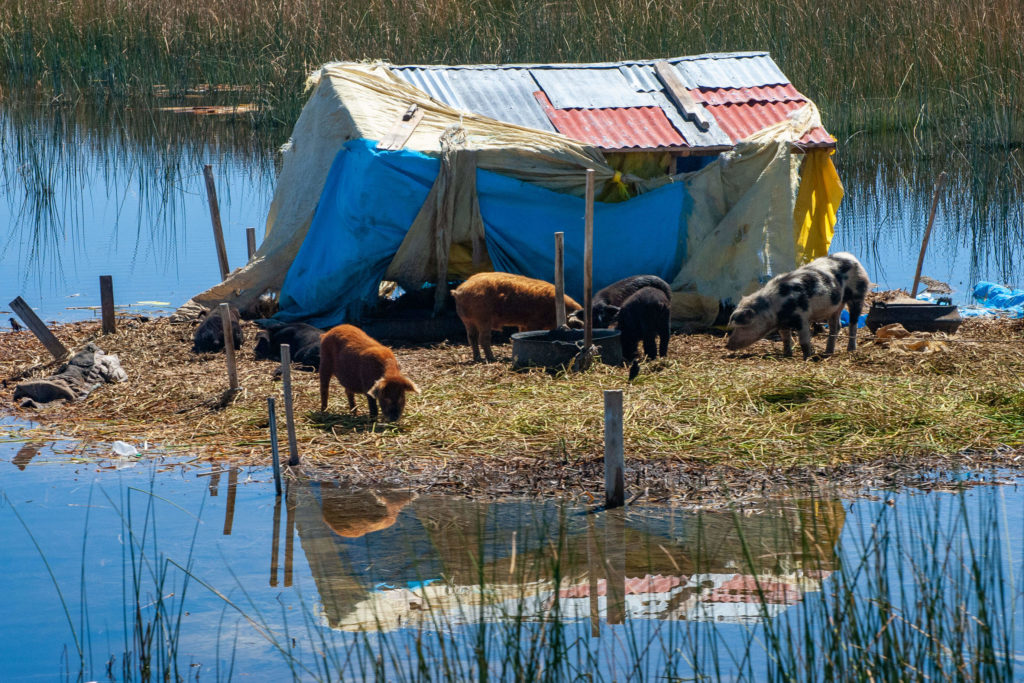 Pérou, lac Titicaca - Ile aux cochons