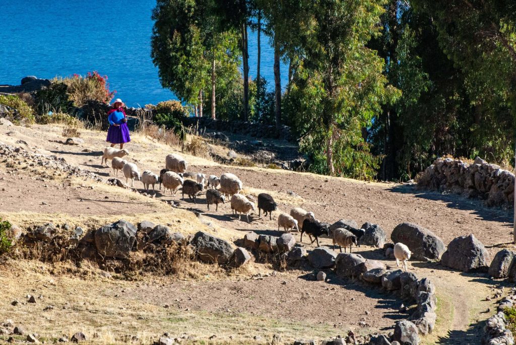 Pérou, lac Titicaca -Ile Amantani, moutons et leur bergère