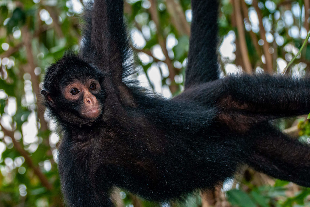 Pérou, Amazonie - Ile aux singes, Singe araignée à face noire (Ateles Chamek)