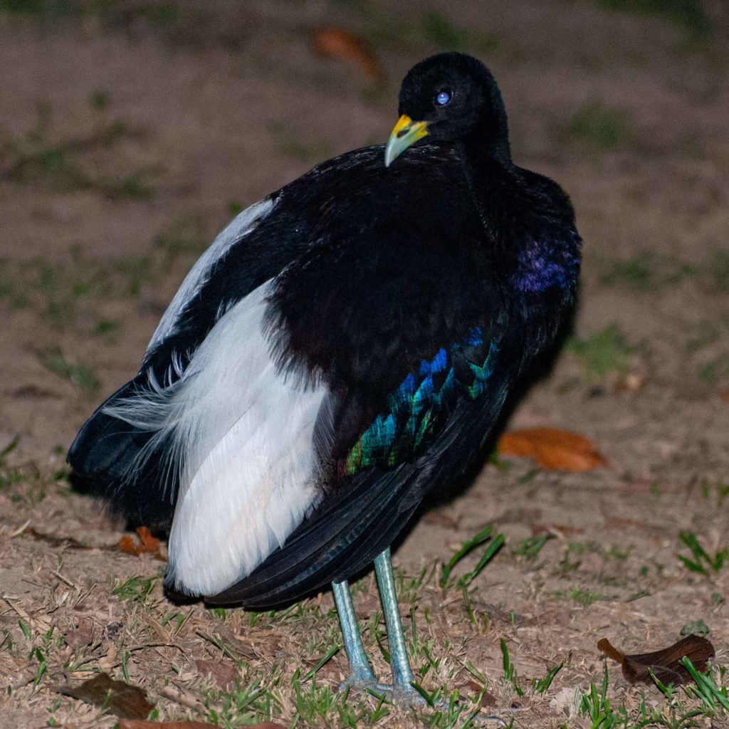 Pérou, Amazonie - Notre lodge, Agami à ailes blanches Psophia leucoptera - Pale-winged Trumpeter