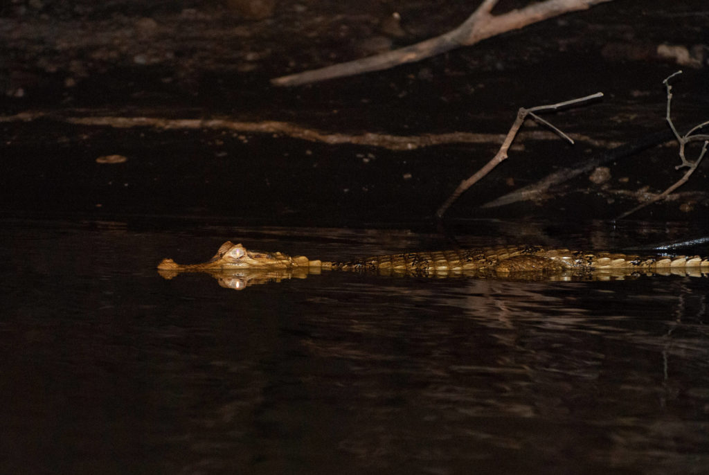 Pérou, Amazonie - Crocodile le long des berges du Rio Madre