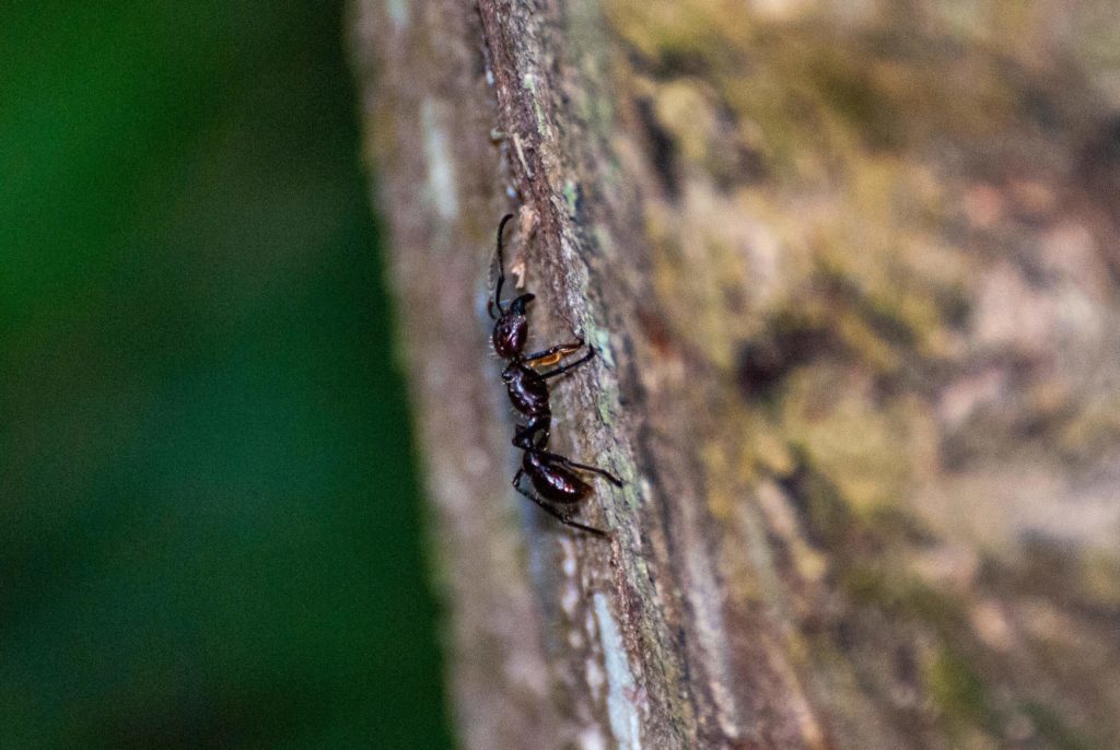Pérou, Amazonie - Notre lodge, fourmi géante (paraponera clavata ?)
