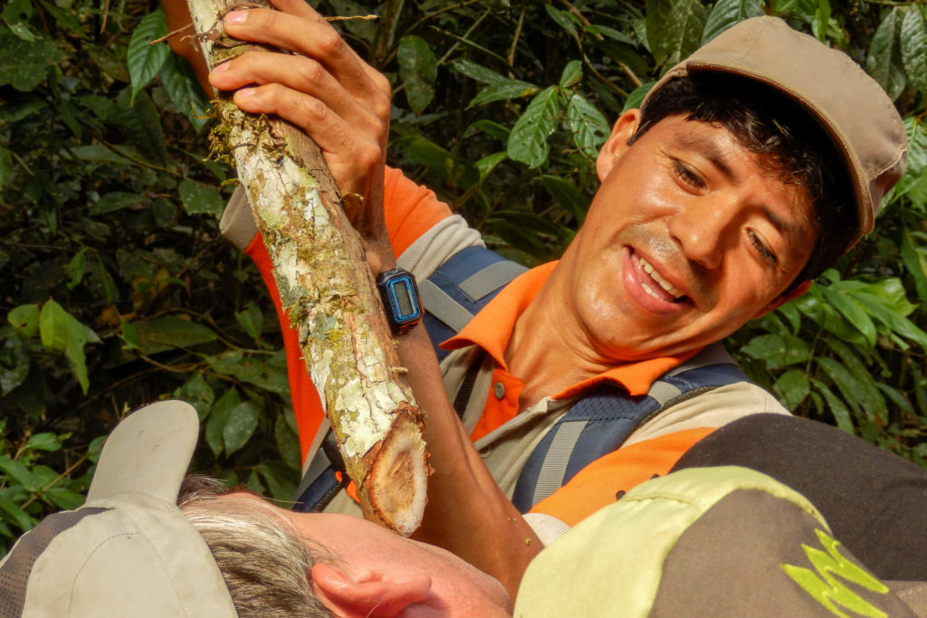 Pérou, Amazonie - La forêt. Liane désaltérante