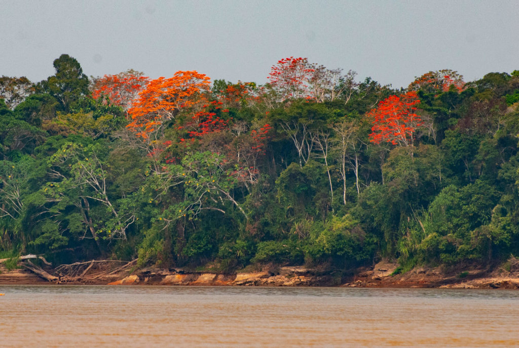 Pérou, Amazonie -Flambyants le long du Rio Madre