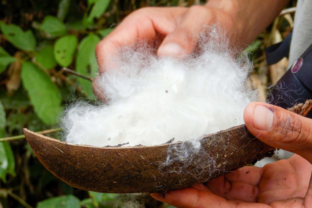Pérou, Amazonie - la forêt. Fruit du Ceiba ou arbre à coton