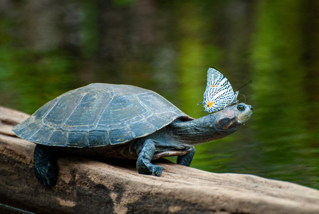 Pérou, Amazonie - Papillon buvant les larmes salées de la tortue