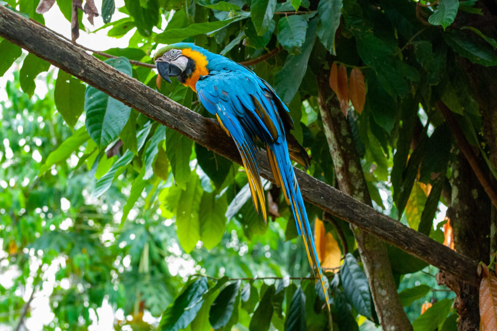 Pérou, Amazonie - Notre lodge, Ara bleu
