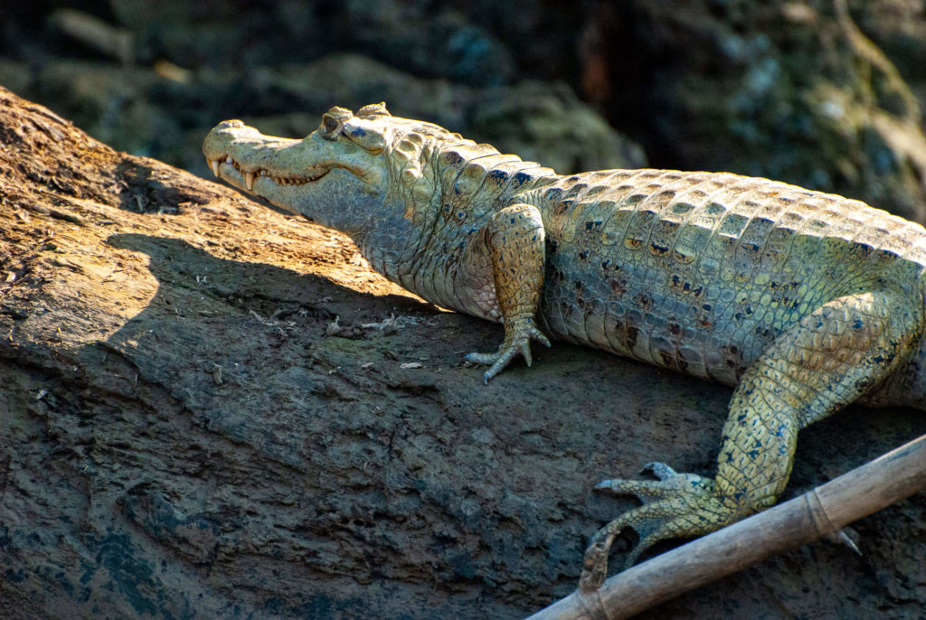 Pérou, Amazonie - Crocodile sur un arbre le long du Rio Madre