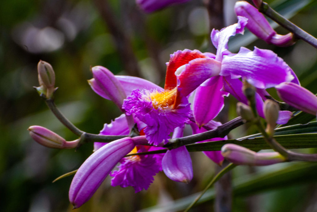 Pérou, Machu Picchu - Orchidée Cattleya au Machu Picchu