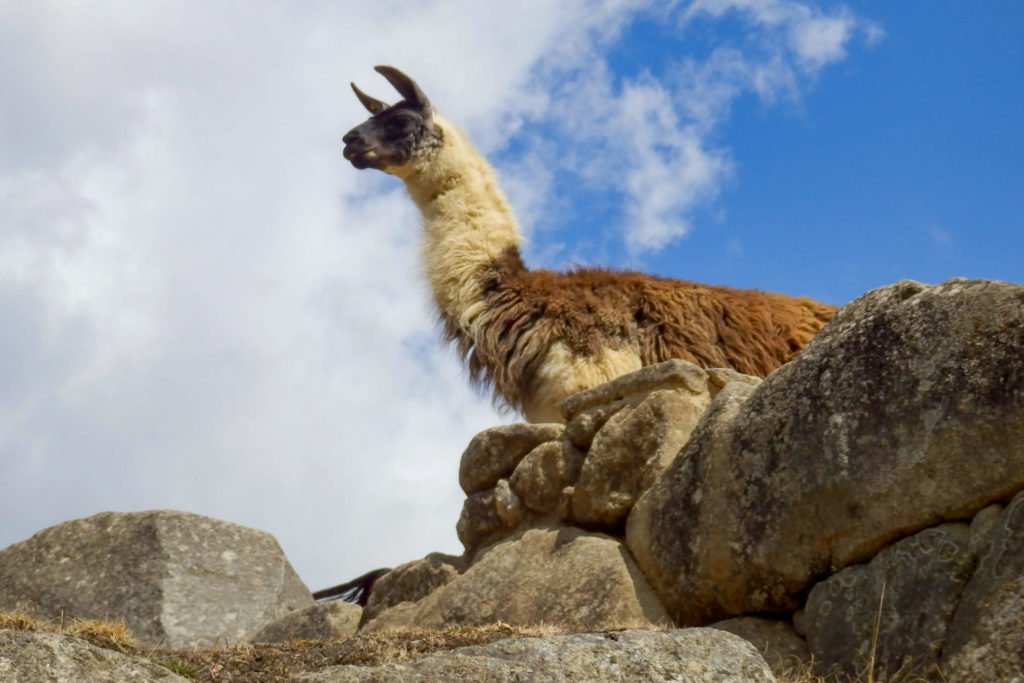 Pérou, Machu Picchu - Lama du Machu Picchu