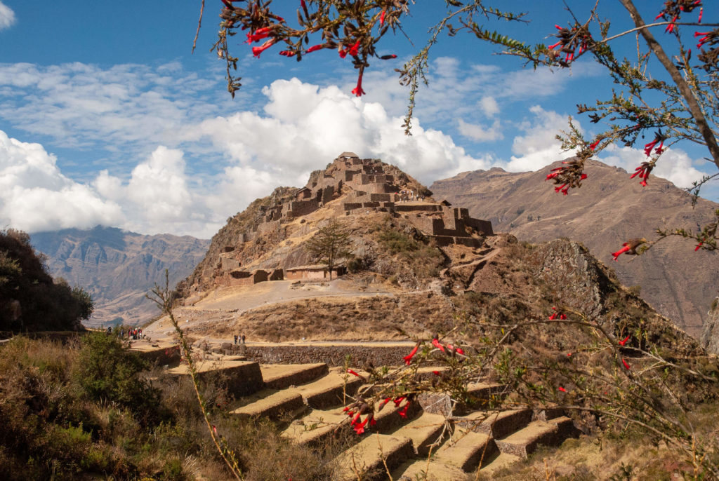 Pérou, Vallée sacrée - Ruines Incas de Pisac et cantuta buxifolia, fleur du Pérouc
