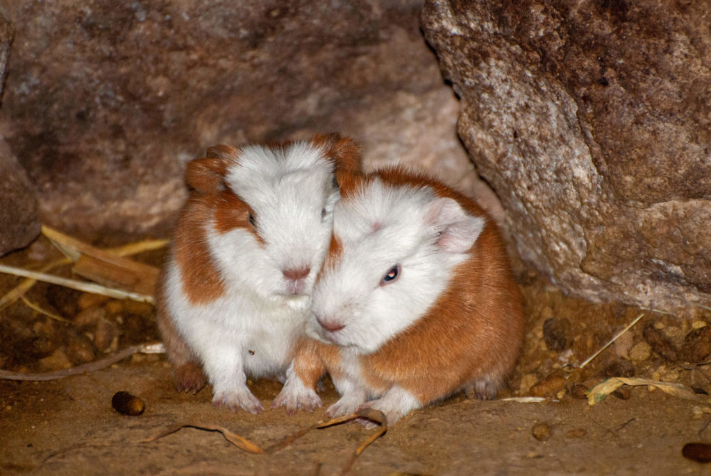 Pérou, Vallée sacrée - Maras, chez nos hôtes, élevage de cochon d'Inde