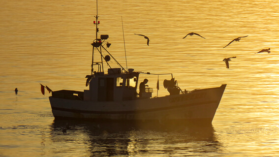 France - Baie de Collioure, bateau de pêche