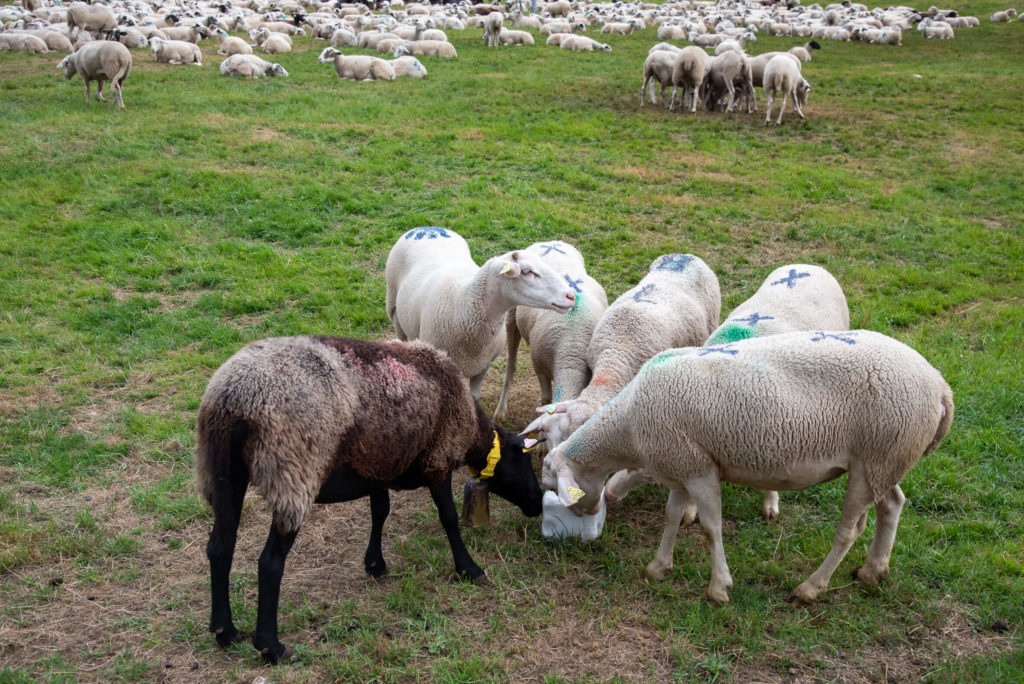 France, Auvergne - Cantal, Le Lioran, moutons