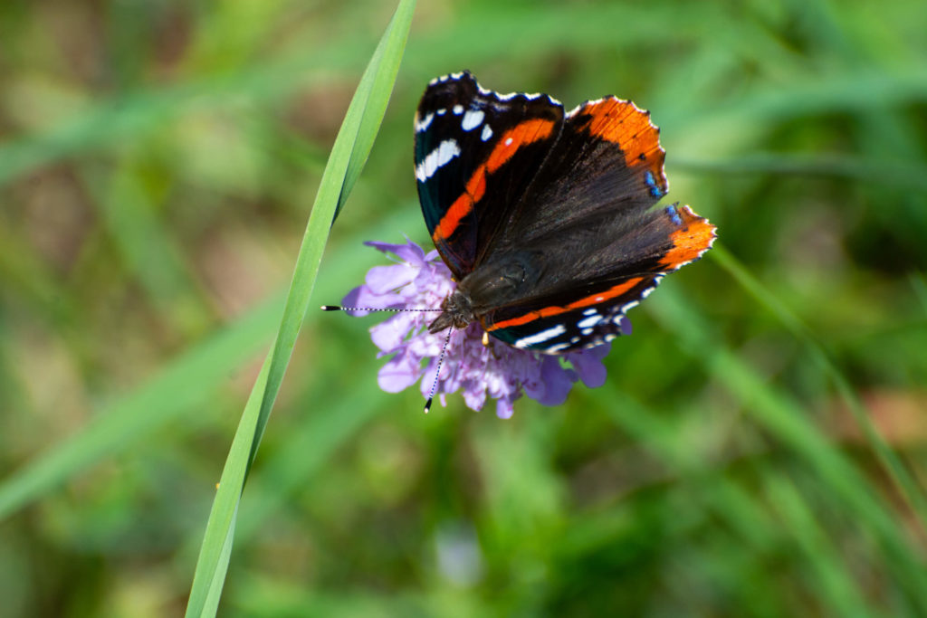 France, Auvergne - Lac du pêcher, papillon vulcain