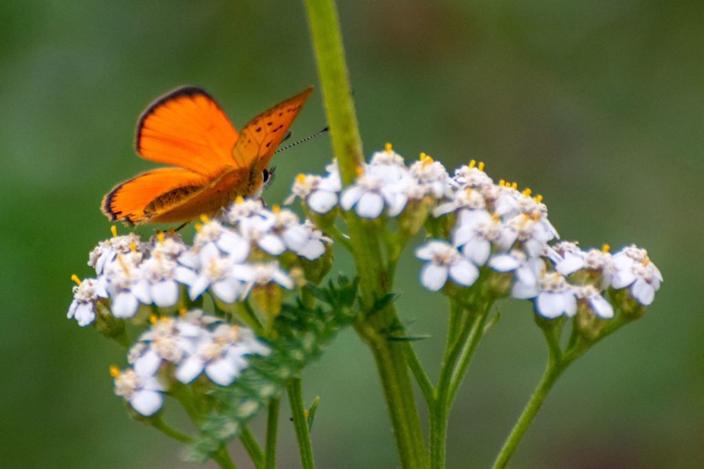France, Auvergne - Cantal, les sources de la Jordanne, papillon cuivré de la verge d'or