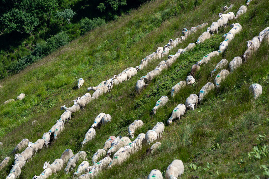 France, Auvergne - Cantal, Plomb du Cantal