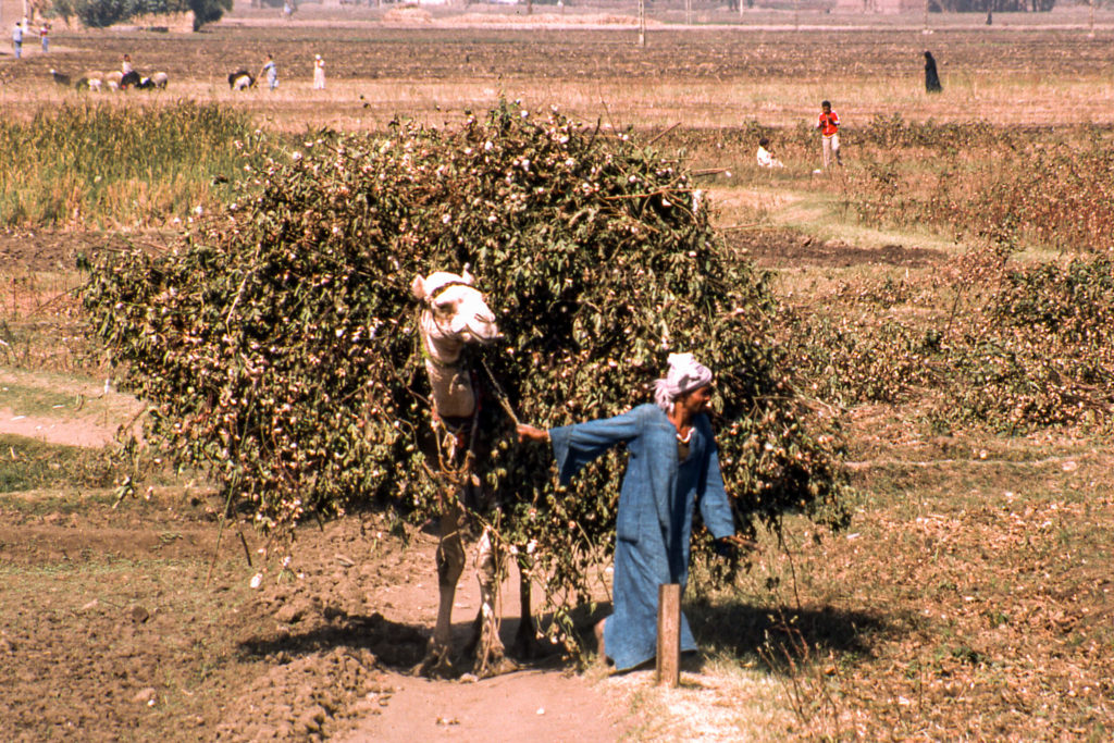 Egypte, Thèbes - Récolte du coton