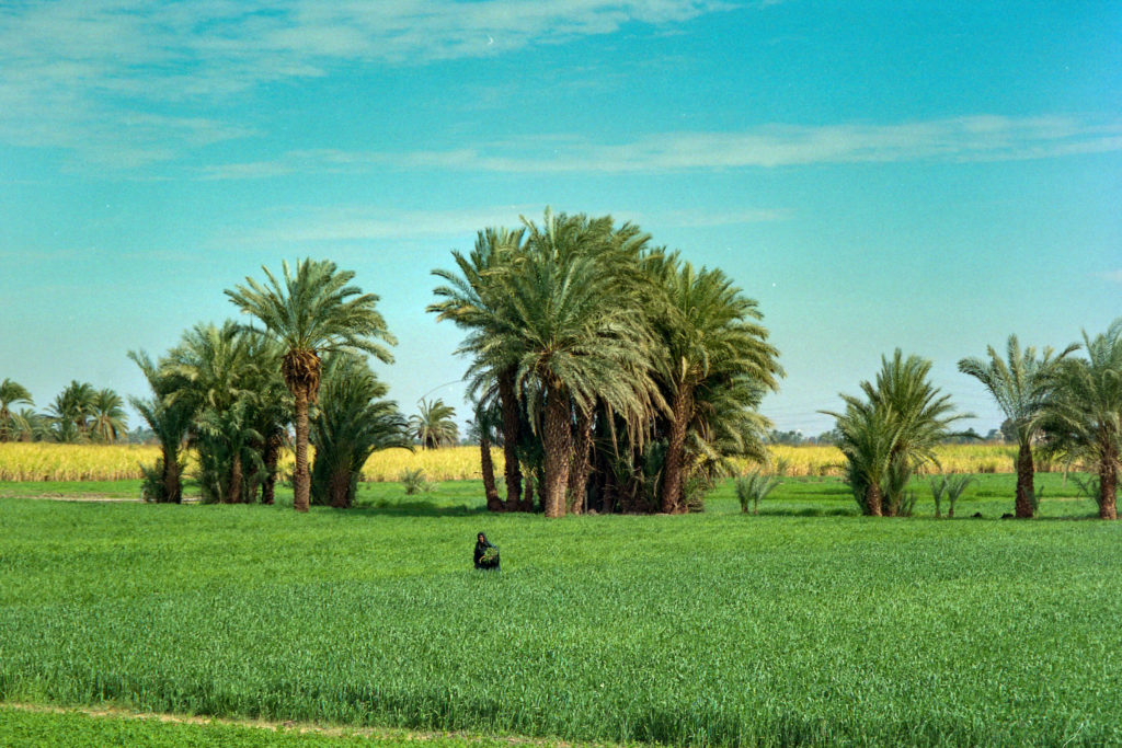 Egypte, Thèbes - Paysage verdoyant près du Nil